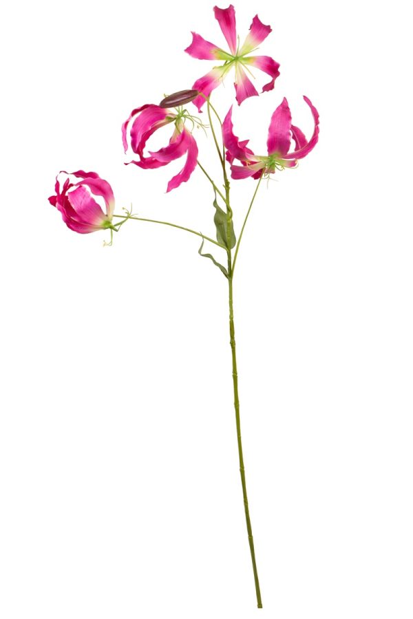 Gloriosa cerise 95cm
