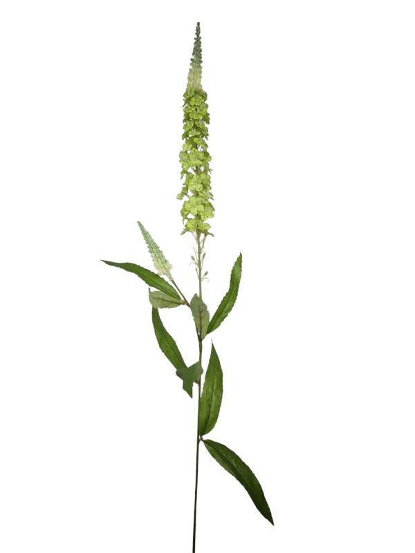 Veronica spray new green 76cm (Leverbaar augstus)