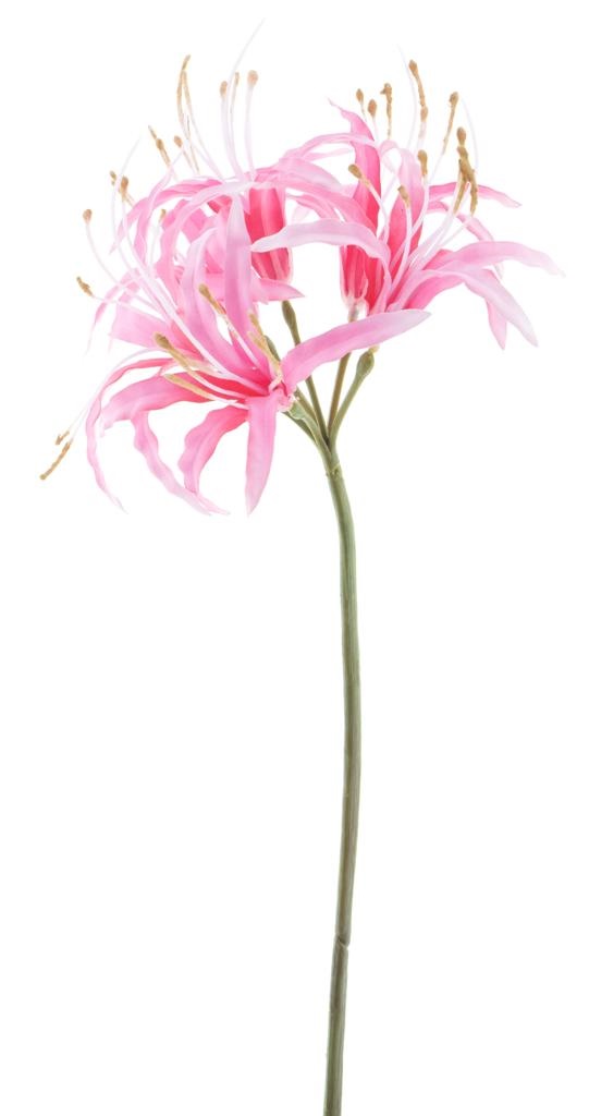 Nerine Spray Pink 90cm
