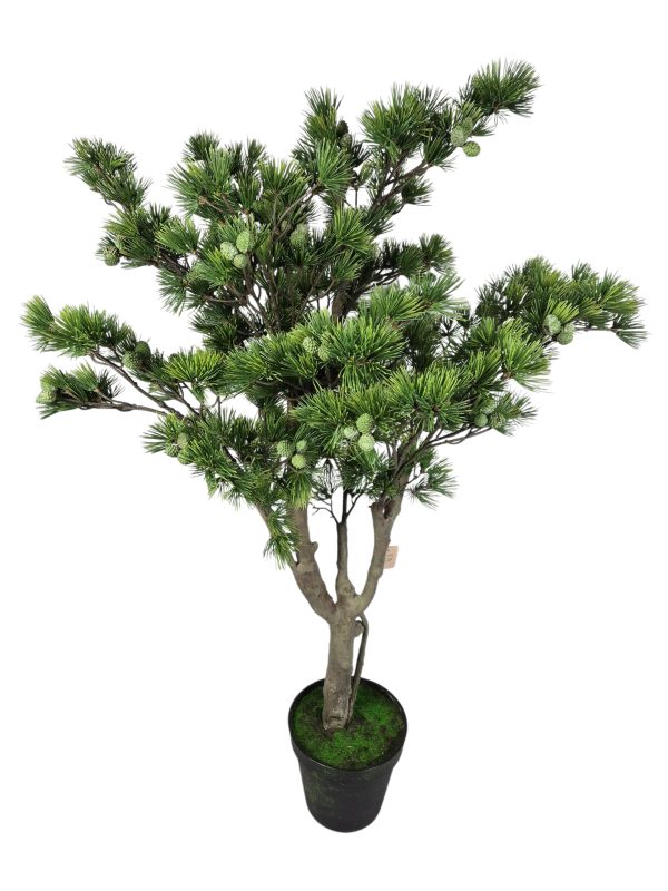 Pine tree with fruit, Pinus, Green, 130cm (Leverbaar eind oktober)