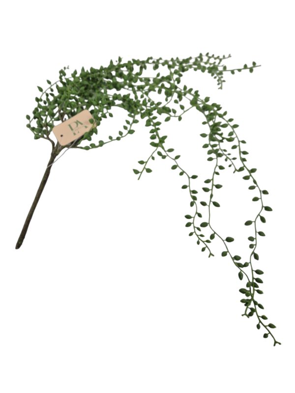 Senecio hanger, bush, Green, 80cm (Leverbaar eind oktober)