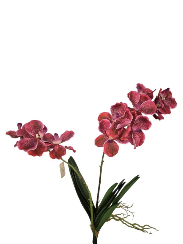 Vanda, Real Touch, Hot Pink, 75cm.