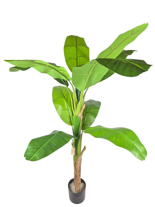 Banana Tree, Green, 160cm