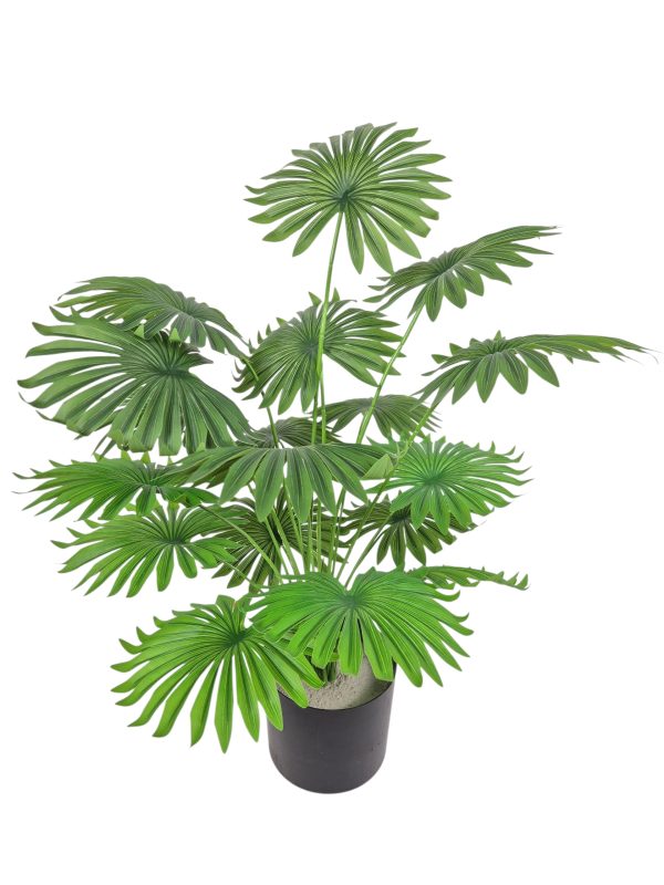 Livistona, Green, 70cm, (Assemble yourself)