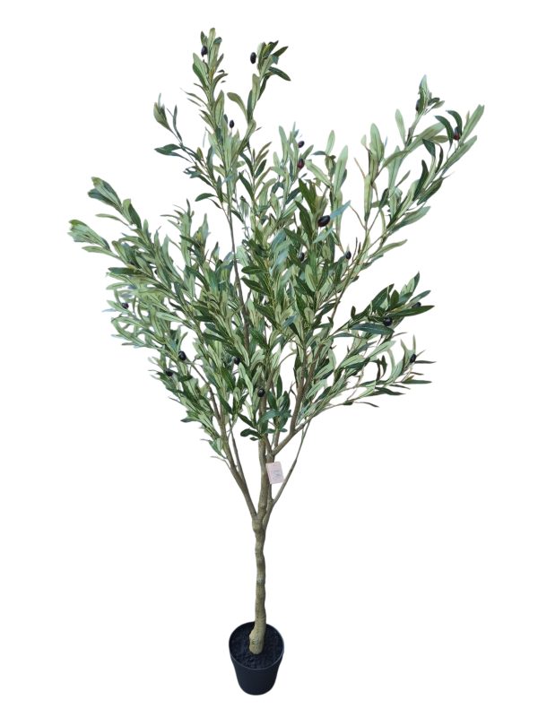 big oliver tree with in pot, 180cm