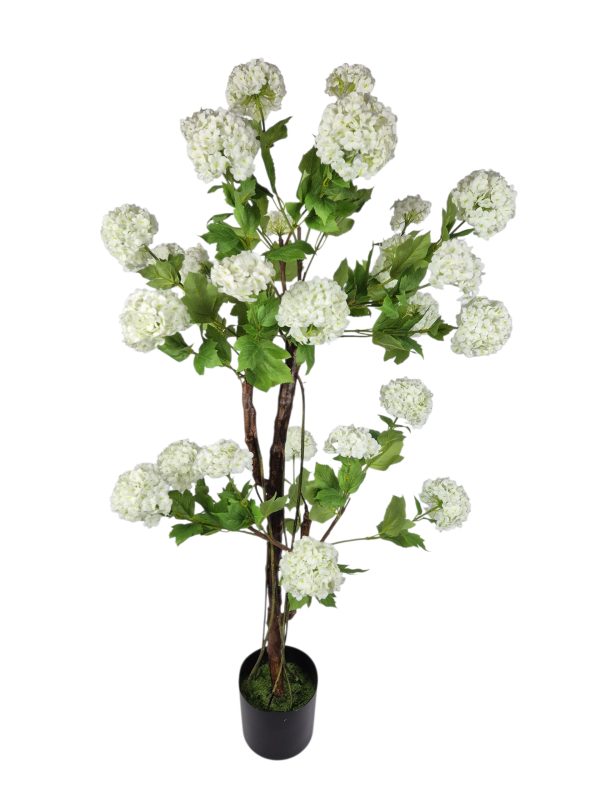 Viburnum snowball tree, 120cm