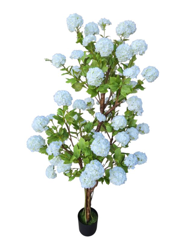 Viburnum snowball tree, 160cm