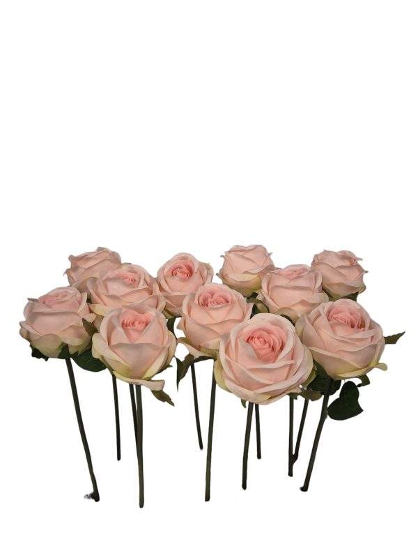 Roos Kort, 11 per verpakking, Pink, 30cm (€ 1,- per stuk ) ( leverbaar eind oktober )