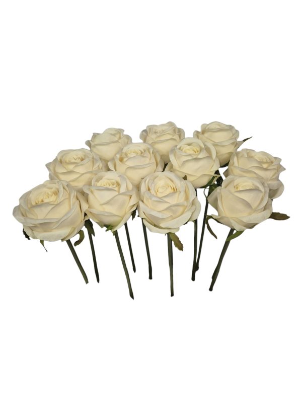 Roos Kort, 11 per verpakking, Cream, 30cm (€ 1,- per stuk ) ( leverbaar eind oktober )