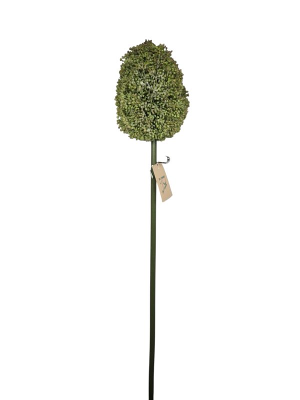 Allium XXL, Green/Pink, 70cm