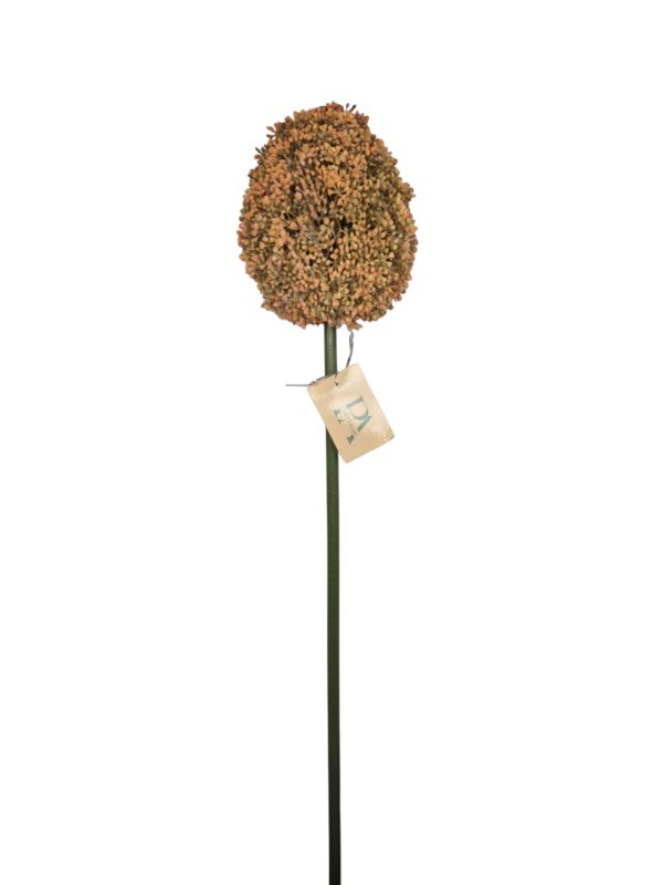 Allium XXL, Peache, 70cm.