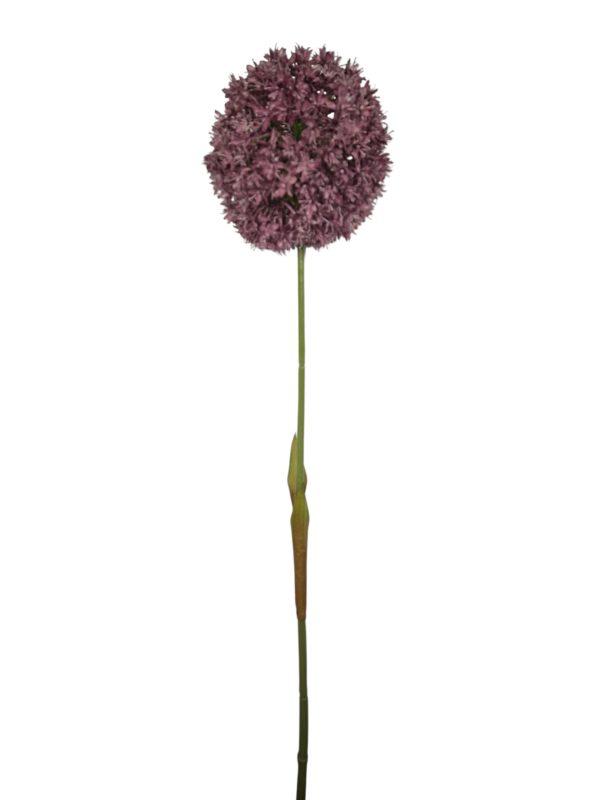 Allium, Purple, Big head, 70cm