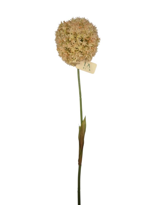 Allium, Pink, big head, 70cm