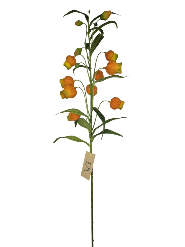 Sandersonia, Orange, 90cm (Leverbaar eind oktober)