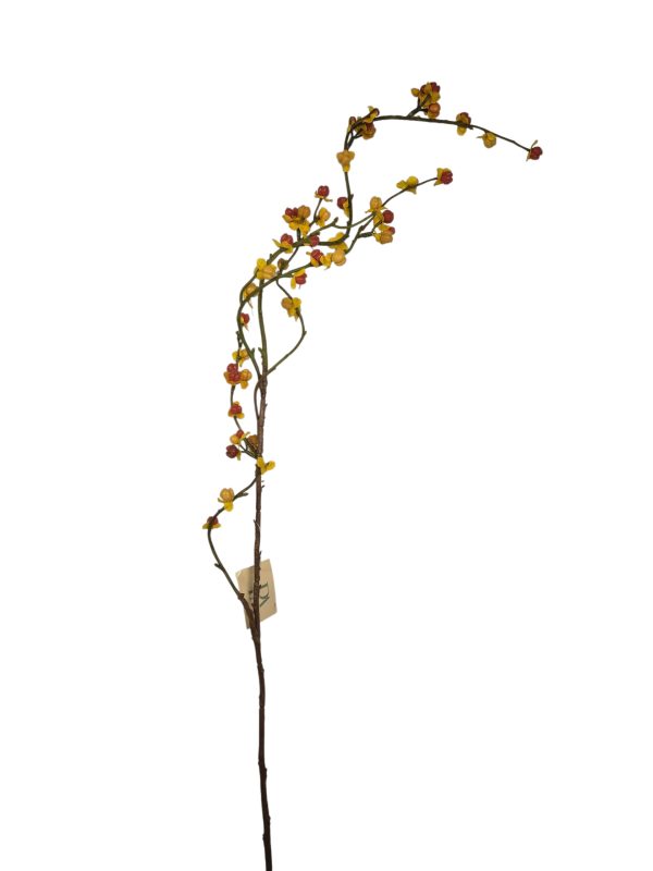 Celastrus Boomwurger, Orange/Yellow, 98cm