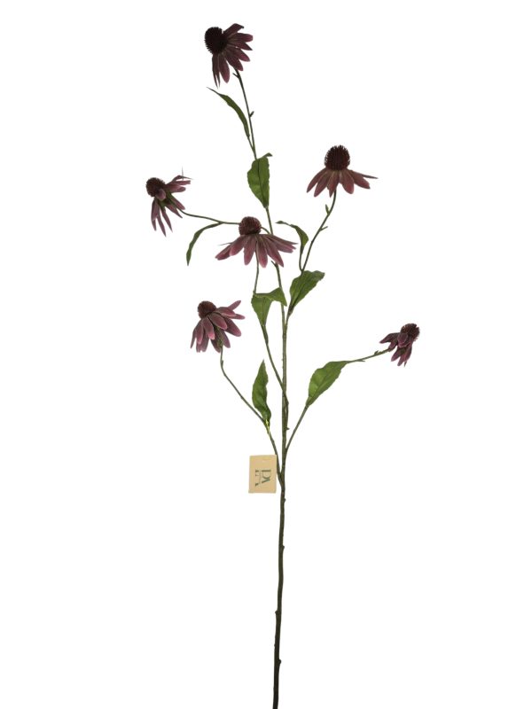 Echinacea, Burgundy, 110cm. (Leverbaar eind oktober)