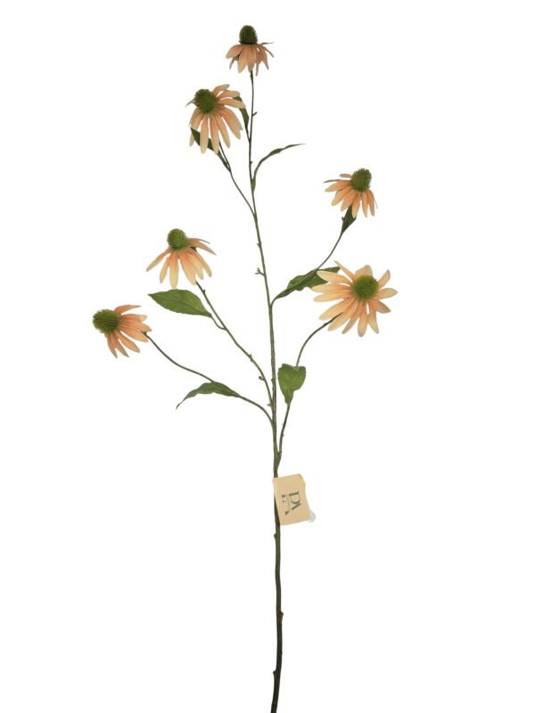 Echinacea, Peach, 110cm (Leverbaar eind oktober)