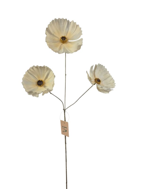 Cosmos 80cm creme