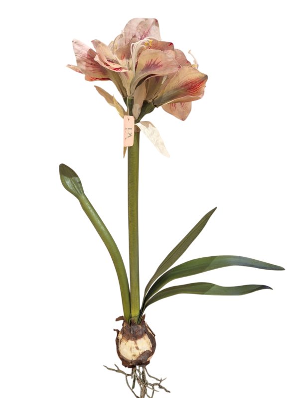 Amaryllis met bol, 78cm.