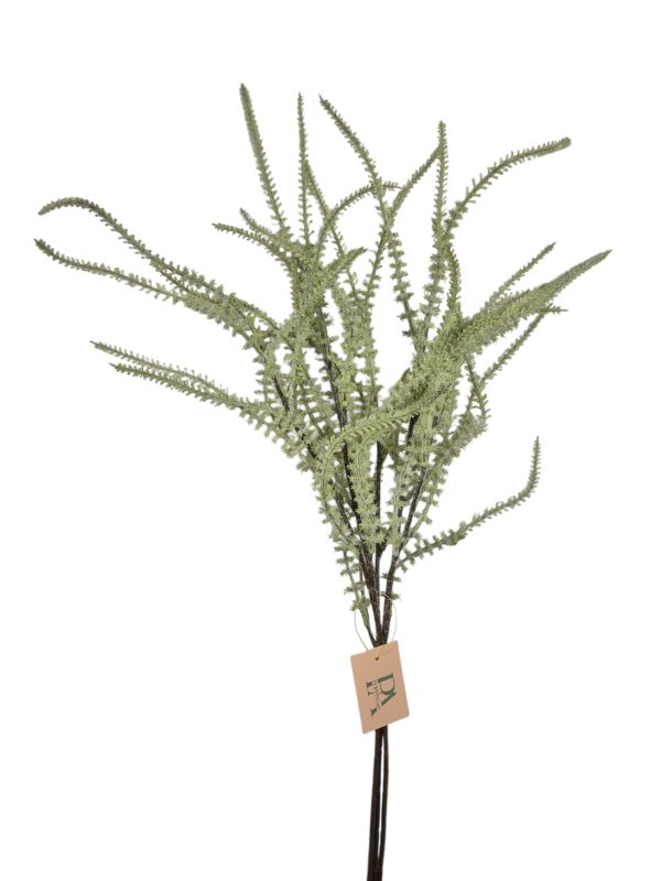 Astilbe bush 3x, Green, 78cm, 12/144, (Leverbaar eind oktober)
