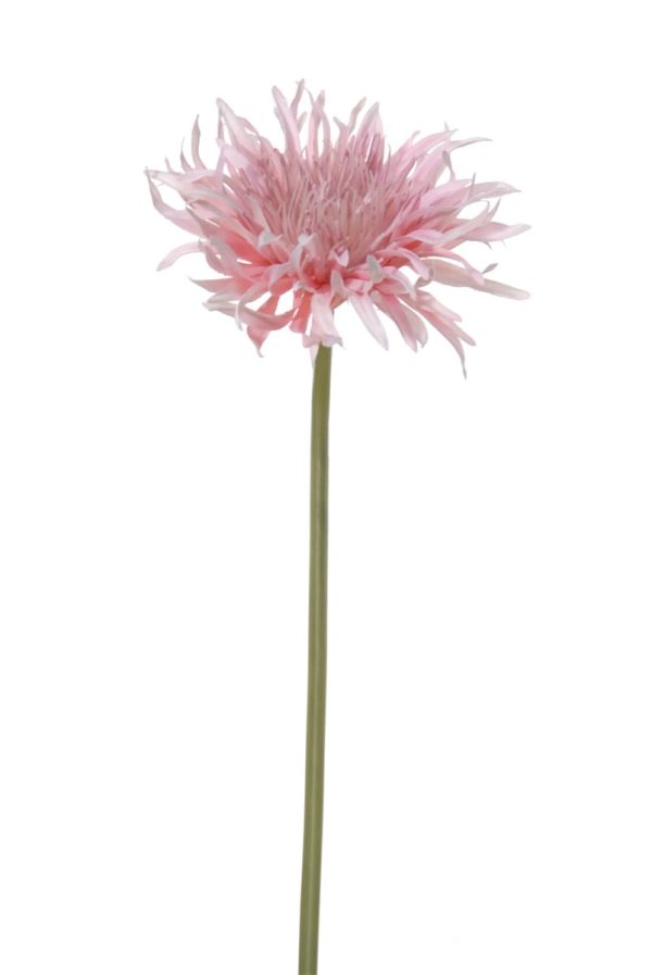 Gerbera wild