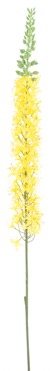 Eremurus Spray Yellow