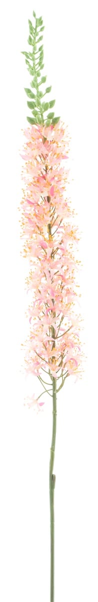 Eremurus spray pink 110cm