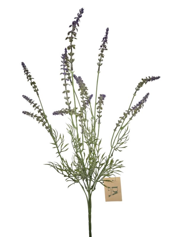 Lavendel bush, Purple, 50cm.