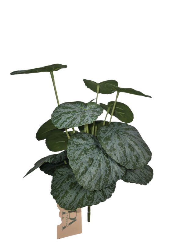 Ceropegia, Small, Green/Grey, 27cm