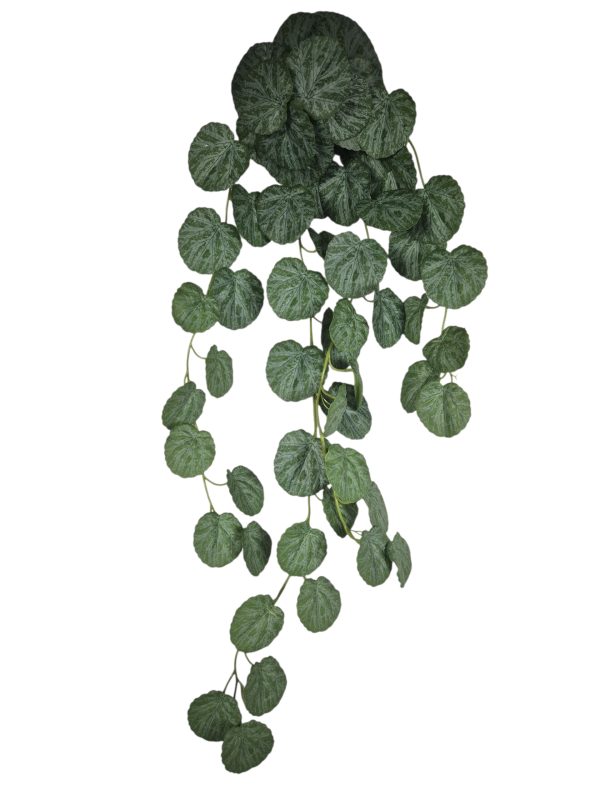 Ceropegia, Hanger, Green, 88cm