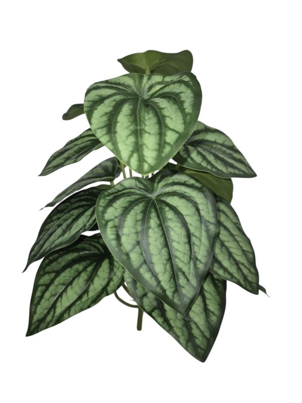 Peperomia, Small, Green, 27cm