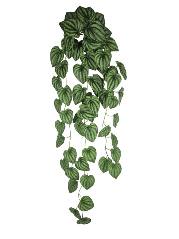 Peperomia, Hanger, Green, 88cm