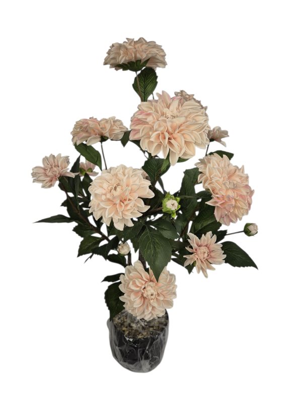 Dahlia, Tree, Soft Pink, 12 flower, 6 buds, 78 cm