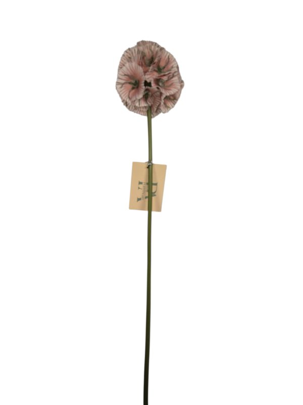 Scabiosa, Green, 58cm,