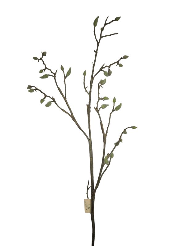 Magnolia, Buds, Wood, 100cm