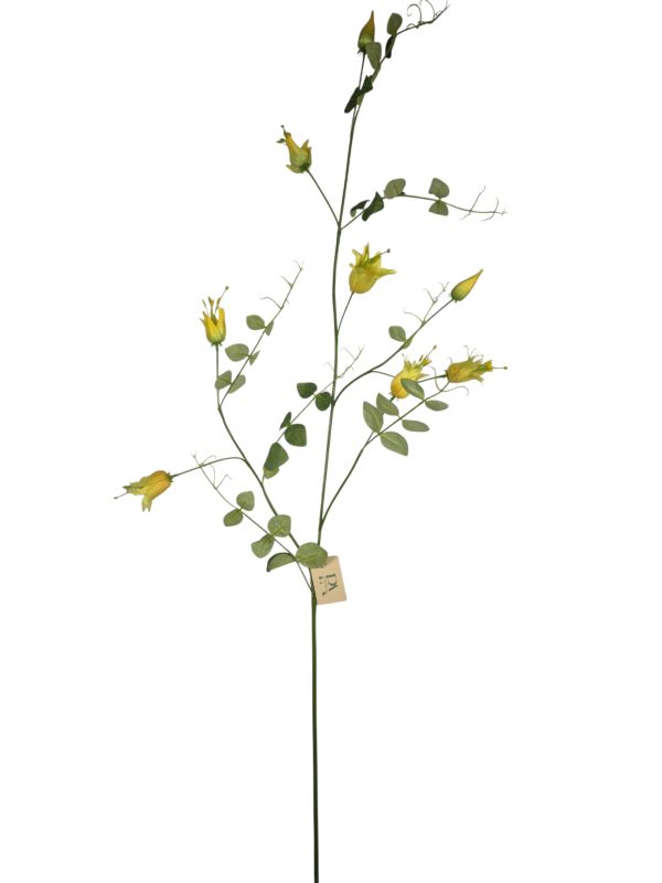 Clematis, Yellow, 126cm.