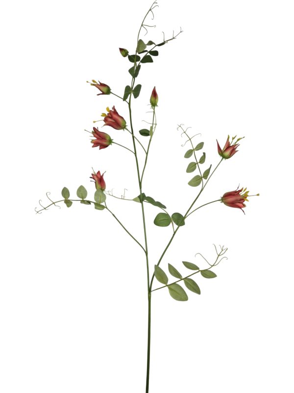 Clematis, Red, 126cm.