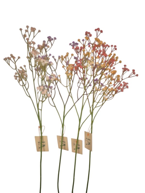 Gypsophila 4 col mix, Pe, Li, Soft Pi, Hot Pi, 63cm.