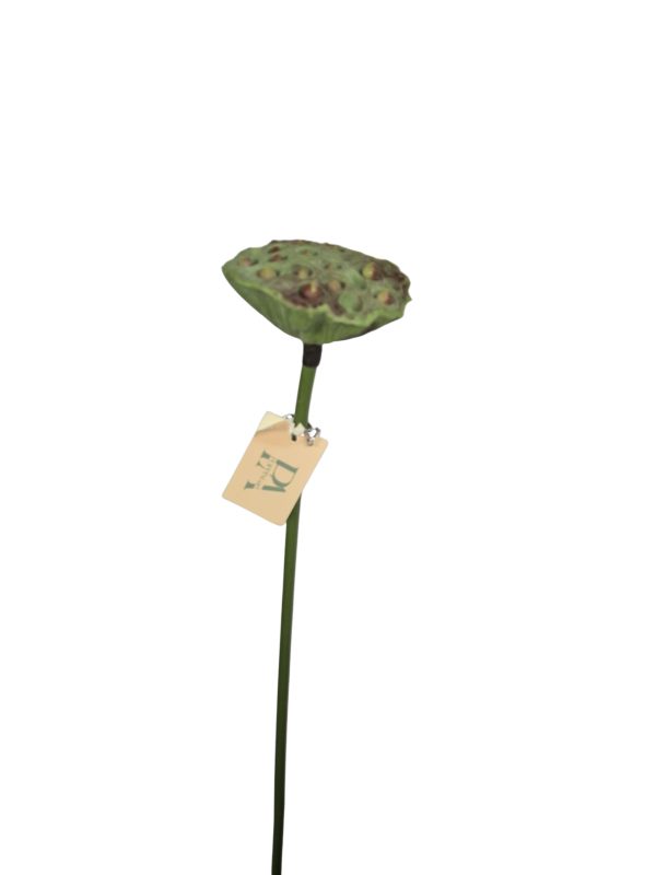 Lotus heat, Green, 63cm.