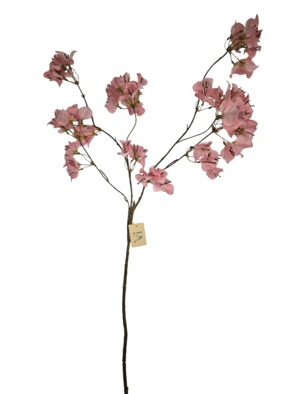 Bougainvillea, Pink, 110cm