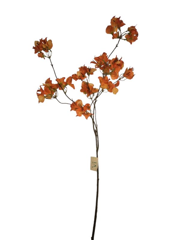 Bougainvillea, Orange, 110cm
