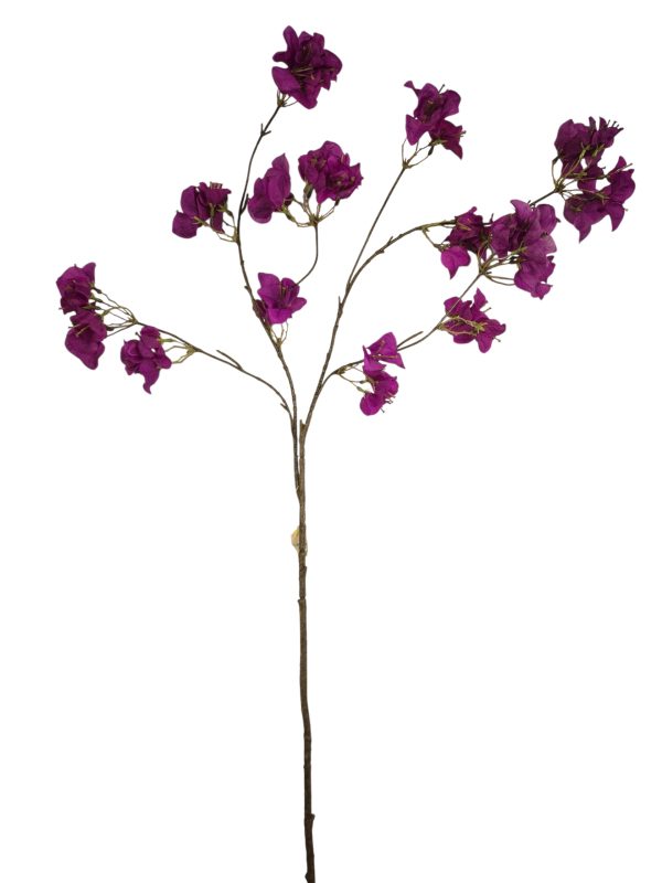 Bougainvillea, Purple, 110cm