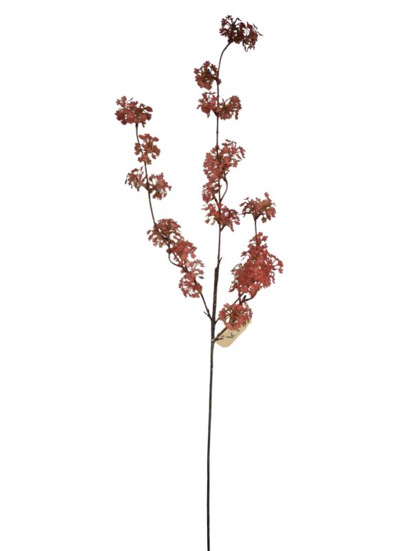 Viburnum, Hot Pink, 90cm,