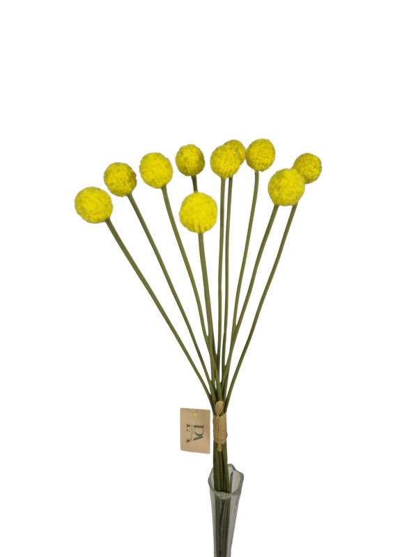 Graspedia, bush 10x, Yellow, 61cm