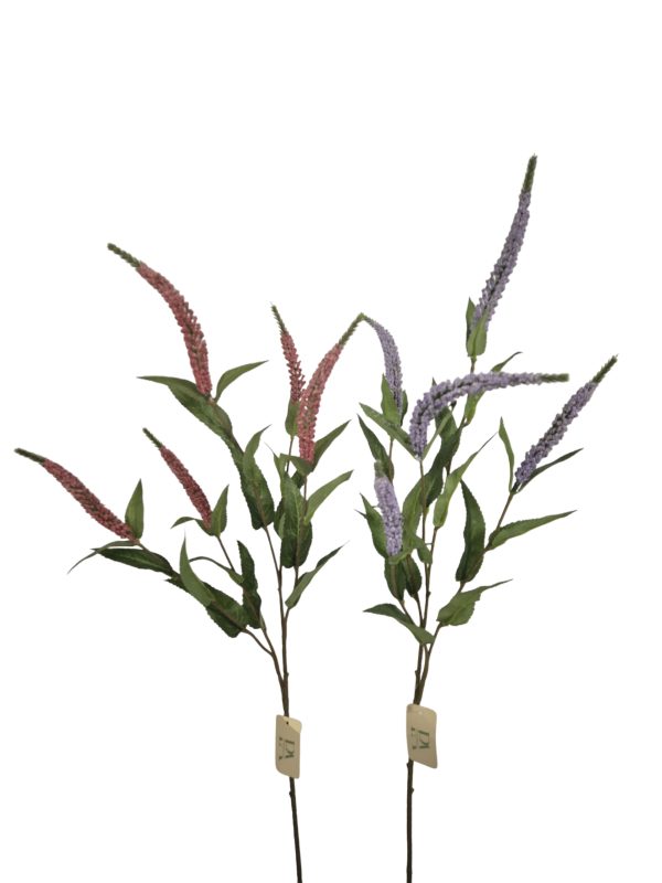 Veronica Hot Mix, Pink Purple, 72cm