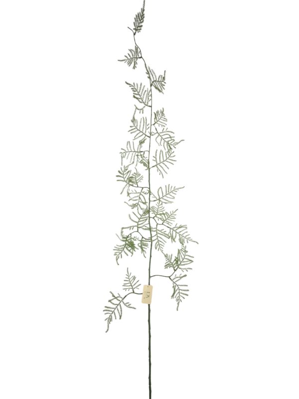Asparagus Setaceus, Green, 175cm