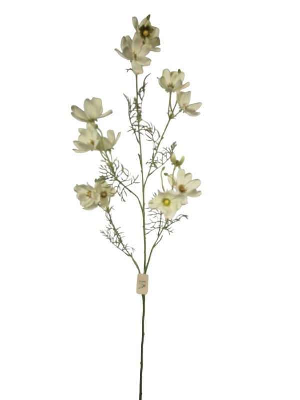 Anemone Japonica, Cream, 112cm