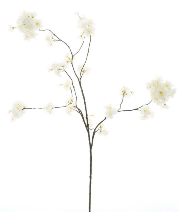 Prunus Malaga Spray White