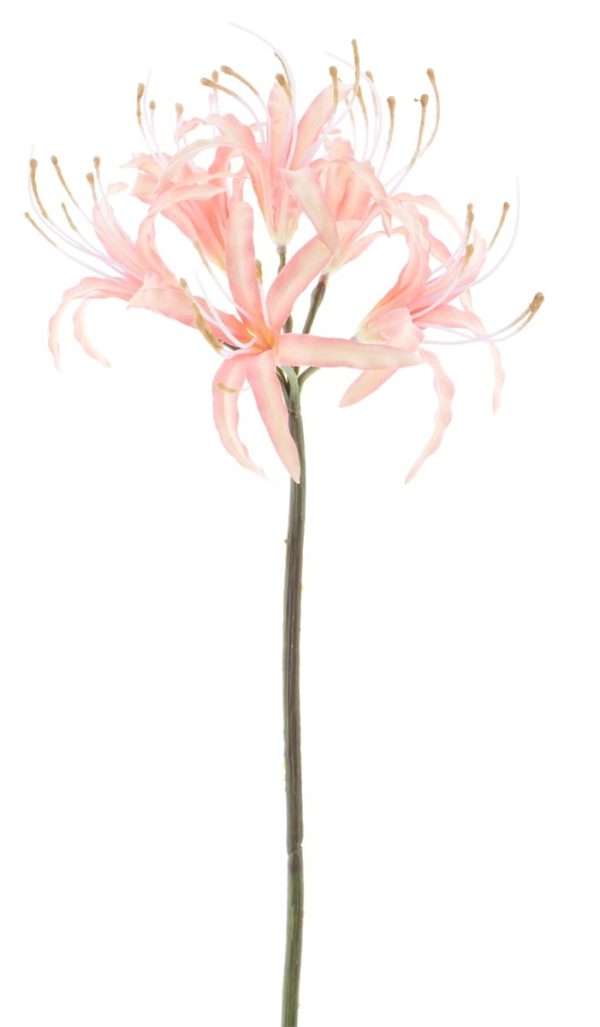 Nerine Spray Old Pink